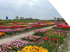 Highlighted image: Bollen oproep showtuin Floratuin!